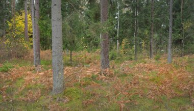 Görkemli Evergreen Ormanı 'nın panoramik manzarası. Güçlü çam ve çam ağaçları, yosun, eğrelti otu, bitkiler. Sis, sis, yumuşak güneş ışığı. Atmosferik manzara. Doğa, çevre, ekoloji. İsveç, İskandinavya