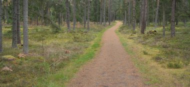 Görkemli Evergreen Ormanı 'na giden yol. Güçlü çam ve çam ağaçları, yosun, eğrelti otu, bitkiler. Sis. Bulutlu bir gün. Atmosferik manzara. Doğa, çevre, ekoloji. İsveç, İskandinavya