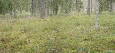 Görkemli Evergreen Ormanı 'nın panoramik manzarası. Güçlü çam ve çam ağaçları, yosun, eğrelti otu, bitkiler. Sis, sis, yumuşak güneş ışığı. Atmosferik manzara. Doğa, çevre, ekoloji. İsveç, İskandinavya