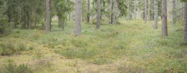 Görkemli Evergreen Ormanı 'nın panoramik manzarası. Güçlü çam ve çam ağaçları, yosun, eğrelti otu, bitkiler. Sis, sis, yumuşak güneş ışığı. Atmosferik manzara. Doğa, çevre, ekoloji. İsveç, İskandinavya