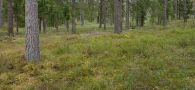 Görkemli Evergreen Ormanı 'nın panoramik manzarası. Güçlü çam ve çam ağaçları, yosun, eğrelti otu, bitkiler. Sis, sis, yumuşak güneş ışığı. Atmosferik manzara. Doğa, çevre, ekoloji. İsveç, İskandinavya