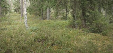 Görkemli Evergreen Ormanı 'nın panoramik manzarası. Güçlü çam ve çam ağaçları, yosun, eğrelti otu, bitkiler. Sis, sis, yumuşak güneş ışığı. Atmosferik manzara. Doğa, çevre, ekoloji. İsveç, İskandinavya