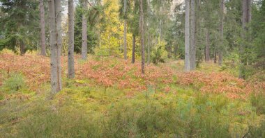 Görkemli Evergreen Ormanı 'nın panoramik manzarası. Güçlü çam ve çam ağaçları, yosun, eğrelti otu, bitkiler. Sis, sis, yumuşak güneş ışığı. Atmosferik manzara. Doğa, çevre, ekoloji. İsveç, İskandinavya