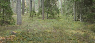 Görkemli Evergreen Ormanı 'nın panoramik manzarası. Güçlü çam ve çam ağaçları, yosun, eğrelti otu, bitkiler. Sis, sis, yumuşak güneş ışığı. Atmosferik manzara. Doğa, çevre, ekoloji. İsveç, İskandinavya