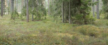 Görkemli Evergreen Ormanı 'nın panoramik manzarası. Güçlü çam ve çam ağaçları, yosun, eğrelti otu, bitkiler. Sis, sis, yumuşak güneş ışığı. Atmosferik manzara. Doğa, çevre, ekoloji. İsveç, İskandinavya