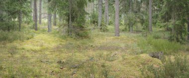 Görkemli Evergreen Ormanı 'nın panoramik manzarası. Güçlü çam ve çam ağaçları, yosun, eğrelti otu, bitkiler. Sis, sis, yumuşak güneş ışığı. Atmosferik manzara. Doğa, çevre, ekoloji. İsveç, İskandinavya