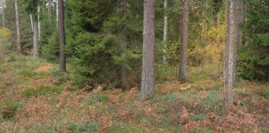 Görkemli Evergreen Ormanı 'nın panoramik manzarası. Güçlü çam ve çam ağaçları, yosun, eğrelti otu, bitkiler. Sis, sis, yumuşak güneş ışığı. Atmosferik manzara. Doğa, çevre, ekoloji. İsveç, İskandinavya