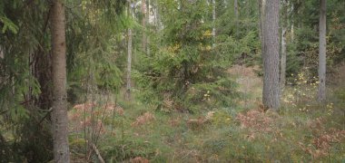 Görkemli Evergreen Ormanı 'nın panoramik manzarası. Güçlü çam ve çam ağaçları, yosun, eğrelti otu, bitkiler. Sis, sis, yumuşak güneş ışığı. Atmosferik manzara. Doğa, çevre, ekoloji. İsveç, İskandinavya