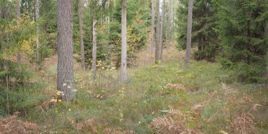 Görkemli Evergreen Ormanı 'nın panoramik manzarası. Güçlü çam ve çam ağaçları, yosun, eğrelti otu, bitkiler. Sis, sis, yumuşak güneş ışığı. Atmosferik manzara. Doğa, çevre, ekoloji. İsveç, İskandinavya