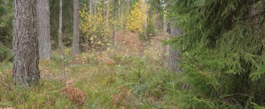 Görkemli Evergreen Ormanı 'nın panoramik manzarası. Güçlü çam ve çam ağaçları, yosun, eğrelti otu, bitkiler. Sis, sis, yumuşak güneş ışığı. Atmosferik manzara. Doğa, çevre, ekoloji. İsveç, İskandinavya