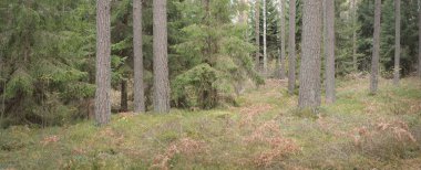 Görkemli Evergreen Ormanı 'nın panoramik manzarası. Güçlü çam ve çam ağaçları, yosun, eğrelti otu, bitkiler. Sis, sis, yumuşak güneş ışığı. Atmosferik manzara. Doğa, çevre, ekoloji. İsveç, İskandinavya