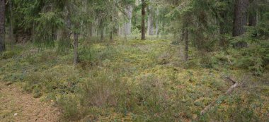 Görkemli Evergreen Ormanı 'nın panoramik manzarası. Güçlü çam ve çam ağaçları, yosun, eğrelti otu, bitkiler. Sis, sis, yumuşak güneş ışığı. Atmosferik manzara. Doğa, çevre, ekoloji. İsveç, İskandinavya