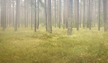 Görkemli Evergreen Ormanı 'nın panoramik manzarası. Güçlü çam ve çam ağaçları, yosun, eğrelti otu, bitkiler. Sis, sis, yumuşak güneş ışığı. Atmosferik manzara. Doğa, çevre, ekoloji. İsveç, İskandinavya