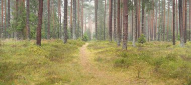 Görkemli Evergreen Ormanı 'na giden yol. Güçlü çam ve çam ağaçları, yosun, eğrelti otu, bitkiler. Sis. Bulutlu bir gün. Atmosferik manzara. Doğa, çevre, ekoloji. İsveç, İskandinavya