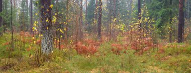 Sonsuz yeşil ormanın içinden geçen yol. Güçlü çam ve çam ağaçları, altın eğreltiotu yaprakları, yosunlar, bitkiler. Yumuşak güneş ışığı. Atmosferik manzara. Sonbahar renkleri. Doğa, mevsimler, ekoloji, ekotuizm