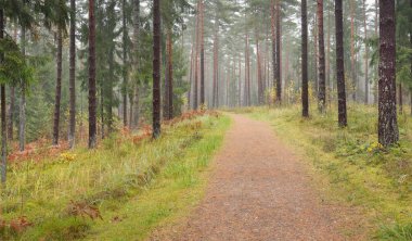 Görkemli Evergreen Ormanı 'na giden yol. Güçlü çam ve çam ağaçları, yosun, eğrelti otu, bitkiler. Sis. Bulutlu bir gün. Atmosferik manzara. Doğa, çevre, ekoloji. İsveç, İskandinavya