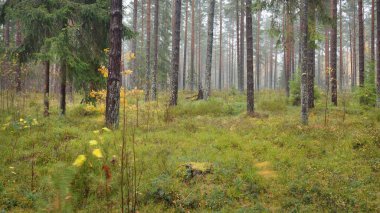 Görkemli Evergreen Ormanı 'nın panoramik manzarası. Güçlü çam ve çam ağaçları, yosun, eğrelti otu, bitkiler. Sis, sis, yumuşak güneş ışığı. Atmosferik manzara. Doğa, çevre, ekoloji. İsveç, İskandinavya