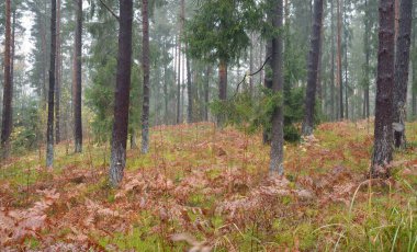 Sonsuz yeşil ormanın içinden geçen yol. Güçlü çam ve çam ağaçları, altın eğreltiotu yaprakları, yosunlar, bitkiler. Yumuşak güneş ışığı. Atmosferik manzara. Sonbahar renkleri. Doğa, mevsimler, ekoloji, ekotuizm