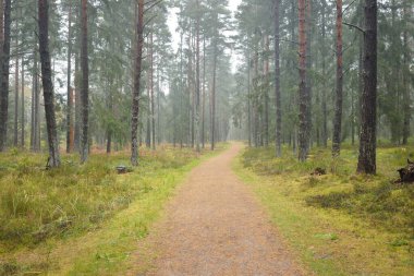 Görkemli Evergreen Ormanı 'na giden yol. Güçlü çam ve çam ağaçları, yosun, eğrelti otu, bitkiler. Sis. Bulutlu bir gün. Atmosferik manzara. Doğa, çevre, ekoloji. İsveç, İskandinavya