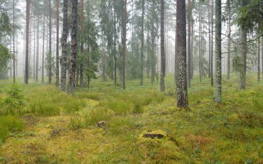 Görkemli Evergreen Ormanı 'nın panoramik manzarası. Güçlü çam ve çam ağaçları, yosun, eğrelti otu, bitkiler. Sis, sis, yumuşak güneş ışığı. Atmosferik manzara. Doğa, çevre, ekoloji. İsveç, İskandinavya