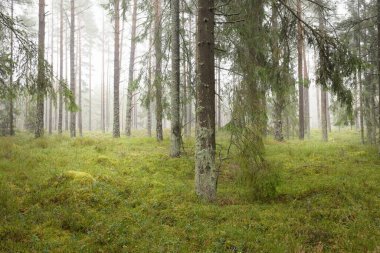 Görkemli Evergreen Ormanı 'nın panoramik manzarası. Güçlü çam ve çam ağaçları, yosun, eğrelti otu, bitkiler. Sis, sis, yumuşak güneş ışığı. Atmosferik manzara. Doğa, çevre, ekoloji. İsveç, İskandinavya