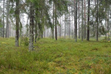 Görkemli Evergreen Ormanı 'nın panoramik manzarası. Güçlü çam ve çam ağaçları, yosun, eğrelti otu, bitkiler. Sis, sis, yumuşak güneş ışığı. Atmosferik manzara. Doğa, çevre, ekoloji. İsveç, İskandinavya