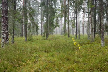 Görkemli Evergreen Ormanı 'nın panoramik manzarası. Güçlü çam ve çam ağaçları, yosun, eğrelti otu, bitkiler. Sis, sis, yumuşak güneş ışığı. Atmosferik manzara. Doğa, çevre, ekoloji. İsveç, İskandinavya