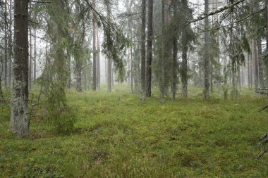 Görkemli Evergreen Ormanı 'nın panoramik manzarası. Güçlü çam ve çam ağaçları, yosun, eğrelti otu, bitkiler. Sis, sis, yumuşak güneş ışığı. Atmosferik manzara. Doğa, çevre, ekoloji. İsveç, İskandinavya