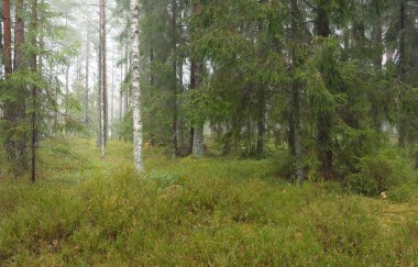 Görkemli Evergreen Ormanı 'nın panoramik manzarası. Güçlü çam ve çam ağaçları, yosun, eğrelti otu, bitkiler. Sis, sis, yumuşak güneş ışığı. Atmosferik manzara. Doğa, çevre, ekoloji. İsveç, İskandinavya