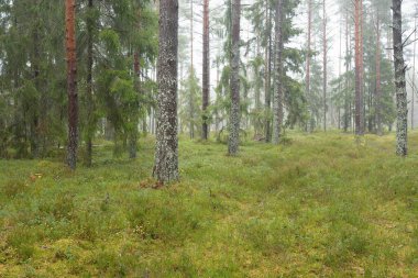 Görkemli Evergreen Ormanı 'nın panoramik manzarası. Güçlü çam ve çam ağaçları, yosun, eğrelti otu, bitkiler. Sis, sis, yumuşak güneş ışığı. Atmosferik manzara. Doğa, çevre, ekoloji. İsveç, İskandinavya