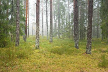 Görkemli Evergreen Ormanı 'nın panoramik manzarası. Güçlü çam ve çam ağaçları, yosun, eğrelti otu, bitkiler. Sis, sis, yumuşak güneş ışığı. Atmosferik manzara. Doğa, çevre, ekoloji. İsveç, İskandinavya
