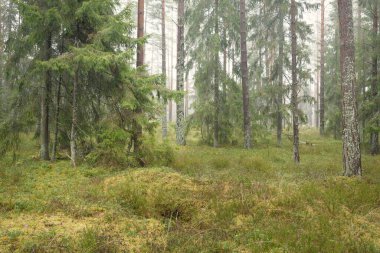 Görkemli Evergreen Ormanı 'nın panoramik manzarası. Güçlü çam ve çam ağaçları, yosun, eğrelti otu, bitkiler. Sis, sis, yumuşak güneş ışığı. Atmosferik manzara. Doğa, çevre, ekoloji. İsveç, İskandinavya