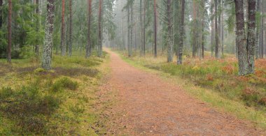Görkemli Evergreen Ormanı 'na giden yol. Güçlü çam ve çam ağaçları, yosun, eğrelti otu, bitkiler. Sis. Bulutlu bir gün. Atmosferik manzara. Doğa, çevre, ekoloji. İsveç, İskandinavya