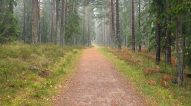 Görkemli Evergreen Ormanı 'na giden yol. Güçlü çam ve çam ağaçları, yosun, eğrelti otu, bitkiler. Sis. Bulutlu bir gün. Atmosferik manzara. Doğa, çevre, ekoloji. İsveç, İskandinavya