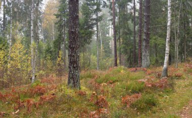 Sonsuz yeşil ormanın içinden geçen yol. Güçlü çam ve çam ağaçları, altın eğreltiotu yaprakları, yosunlar, bitkiler. Yumuşak güneş ışığı. Atmosferik manzara. Sonbahar renkleri. Doğa, mevsimler, ekoloji, ekotuizm