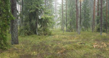Görkemli Evergreen Ormanı 'nın panoramik manzarası. Güçlü çam ve çam ağaçları, yosun, eğrelti otu, bitkiler. Sis, sis, yumuşak güneş ışığı. Atmosferik manzara. Doğa, çevre, ekoloji. İsveç, İskandinavya