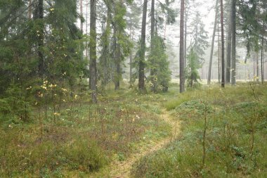 Görkemli Evergreen Ormanı 'na giden yol. Güçlü çam ve çam ağaçları, yosun, eğrelti otu, bitkiler. Sis. Bulutlu bir gün. Atmosferik manzara. Doğa, çevre, ekoloji. İsveç, İskandinavya