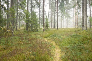 Görkemli Evergreen Ormanı 'na giden yol. Güçlü çam ve çam ağaçları, yosun, eğrelti otu, bitkiler. Sis. Bulutlu bir gün. Atmosferik manzara. Doğa, çevre, ekoloji. İsveç, İskandinavya