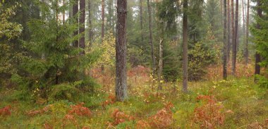 Sonsuz yeşil ormanın içinden geçen yol. Güçlü çam ve çam ağaçları, altın eğreltiotu yaprakları, yosunlar, bitkiler. Yumuşak güneş ışığı. Atmosferik manzara. Sonbahar renkleri. Doğa, mevsimler, ekoloji, ekotuizm