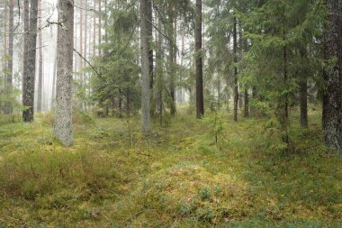 Görkemli Evergreen Ormanı 'nın panoramik manzarası. Güçlü çam ve çam ağaçları, yosun, eğrelti otu, bitkiler. Sis, sis, yumuşak güneş ışığı. Atmosferik manzara. Doğa, çevre, ekoloji. İsveç, İskandinavya