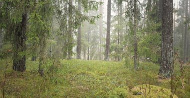 Görkemli Evergreen Ormanı 'nın panoramik manzarası. Güçlü çam ve çam ağaçları, yosun, eğrelti otu, bitkiler. Sis, sis, yumuşak güneş ışığı. Atmosferik manzara. Doğa, çevre, ekoloji. İsveç, İskandinavya
