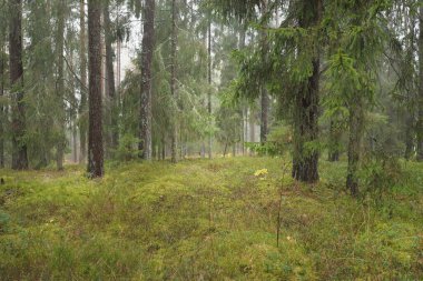 Görkemli Evergreen Ormanı 'nın panoramik manzarası. Güçlü çam ve çam ağaçları, yosun, eğrelti otu, bitkiler. Sis, sis, yumuşak güneş ışığı. Atmosferik manzara. Doğa, çevre, ekoloji. İsveç, İskandinavya