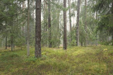 Görkemli Evergreen Ormanı 'nın panoramik manzarası. Güçlü çam ve çam ağaçları, yosun, eğrelti otu, bitkiler. Sis, sis, yumuşak güneş ışığı. Atmosferik manzara. Doğa, çevre, ekoloji. İsveç, İskandinavya