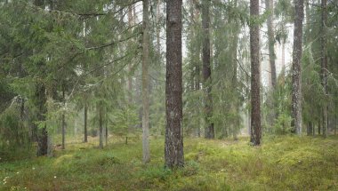 Görkemli Evergreen Ormanı 'nın panoramik manzarası. Güçlü çam ve çam ağaçları, yosun, eğrelti otu, bitkiler. Sis, sis, yumuşak güneş ışığı. Atmosferik manzara. Doğa, çevre, ekoloji. İsveç, İskandinavya