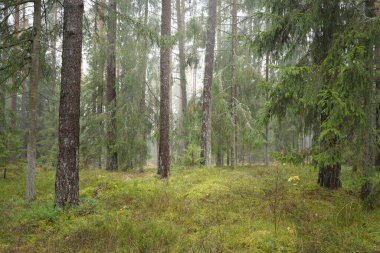 Görkemli Evergreen Ormanı 'nın panoramik manzarası. Güçlü çam ve çam ağaçları, yosun, eğrelti otu, bitkiler. Sis, sis, yumuşak güneş ışığı. Atmosferik manzara. Doğa, çevre, ekoloji. İsveç, İskandinavya