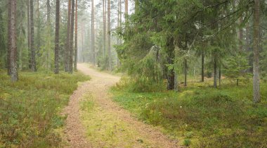 Görkemli Evergreen Ormanı 'na giden yol. Güçlü çam ve çam ağaçları, yosun, eğrelti otu, bitkiler. Sis. Bulutlu bir gün. Atmosferik manzara. Doğa, çevre, ekoloji. İsveç, İskandinavya