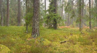 Görkemli Evergreen Ormanı 'nın panoramik manzarası. Güçlü çam ve çam ağaçları, yosun, eğrelti otu, bitkiler. Sis, sis, yumuşak güneş ışığı. Atmosferik manzara. Doğa, çevre, ekoloji. İsveç, İskandinavya