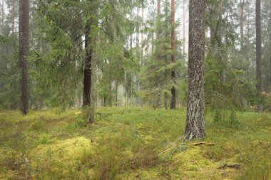 Görkemli Evergreen Ormanı 'nın panoramik manzarası. Güçlü çam ve çam ağaçları, yosun, eğrelti otu, bitkiler. Sis, sis, yumuşak güneş ışığı. Atmosferik manzara. Doğa, çevre, ekoloji. İsveç, İskandinavya