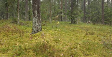 Görkemli Evergreen Ormanı 'nın panoramik manzarası. Güçlü çam ve çam ağaçları, yosun, eğrelti otu, bitkiler. Sis, sis, yumuşak güneş ışığı. Atmosferik manzara. Doğa, çevre, ekoloji. İsveç, İskandinavya