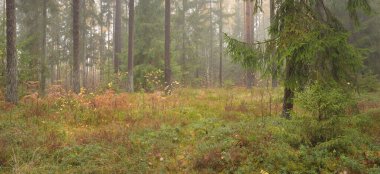 Sonsuz yeşil ormanın içinden geçen yol. Güçlü çam ve çam ağaçları, altın eğreltiotu yaprakları, yosunlar, bitkiler. Yumuşak güneş ışığı. Atmosferik manzara. Sonbahar renkleri. Doğa, mevsimler, ekoloji, ekotuizm